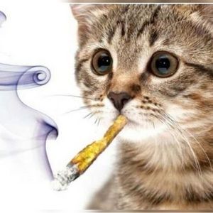 Meet your Posher, King che